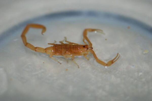 can scorpions climb glass - Fashion Designer